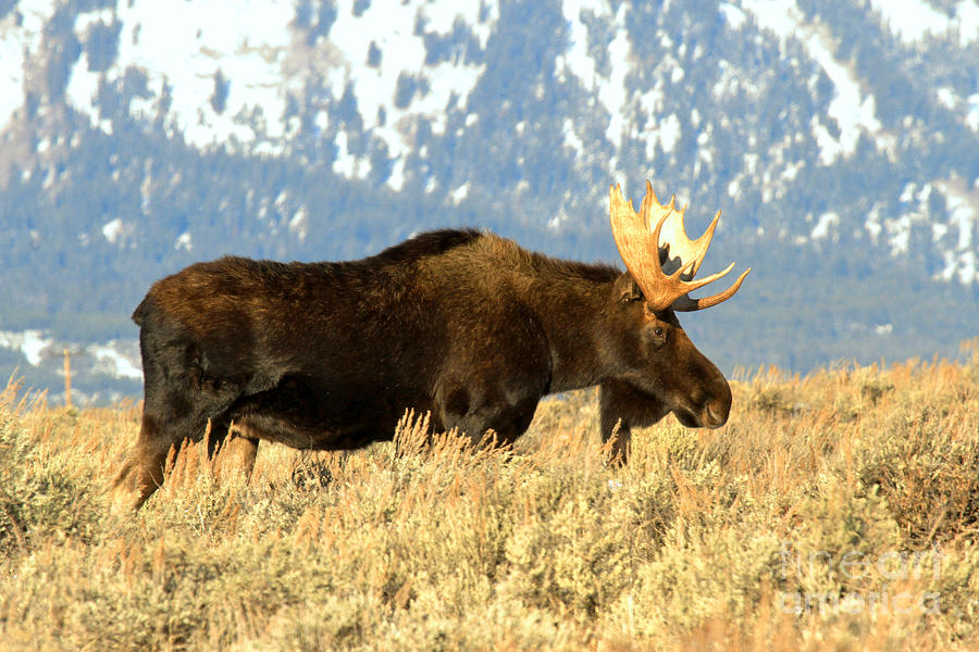 Gros Ventre Moose Photograph by Adam Jewell