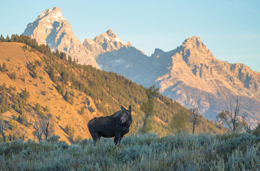 Gros Ventre Sunrise Photograph by Kristi Staebler Kowalski - Pixels