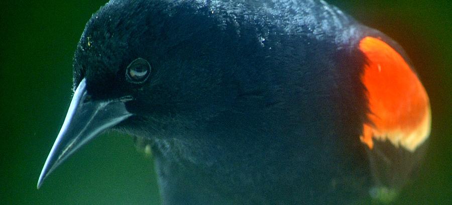 Red Winged Blackbird Photograph by Eileen Brymer
