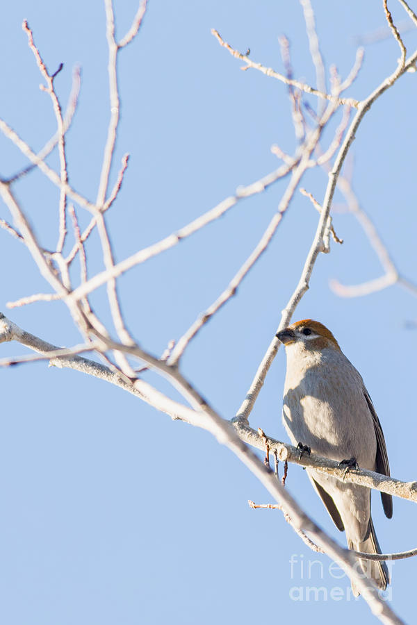 Bird Photograph - Grosbeak in Minnesota by Natural Focal Point Photography