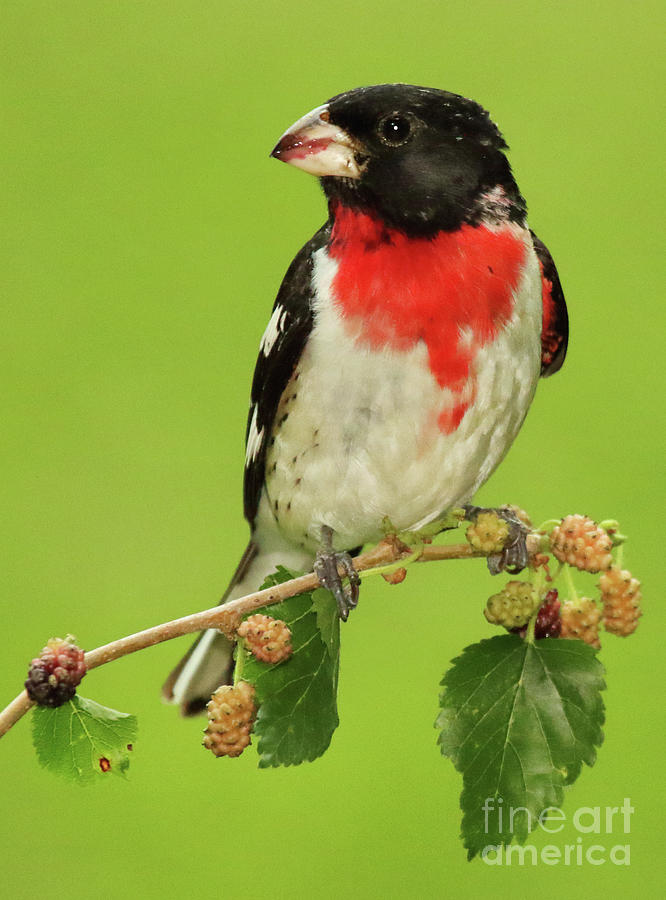 Grosbeak With Mulberry-Stained Beak Photograph by Max Allen