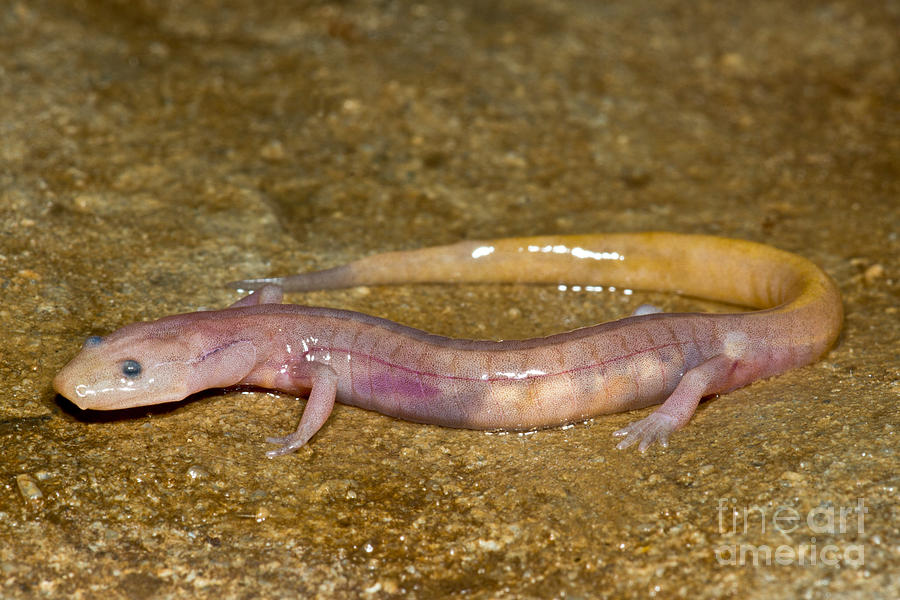Grotto Salamander Photograph by Dante Fenolio