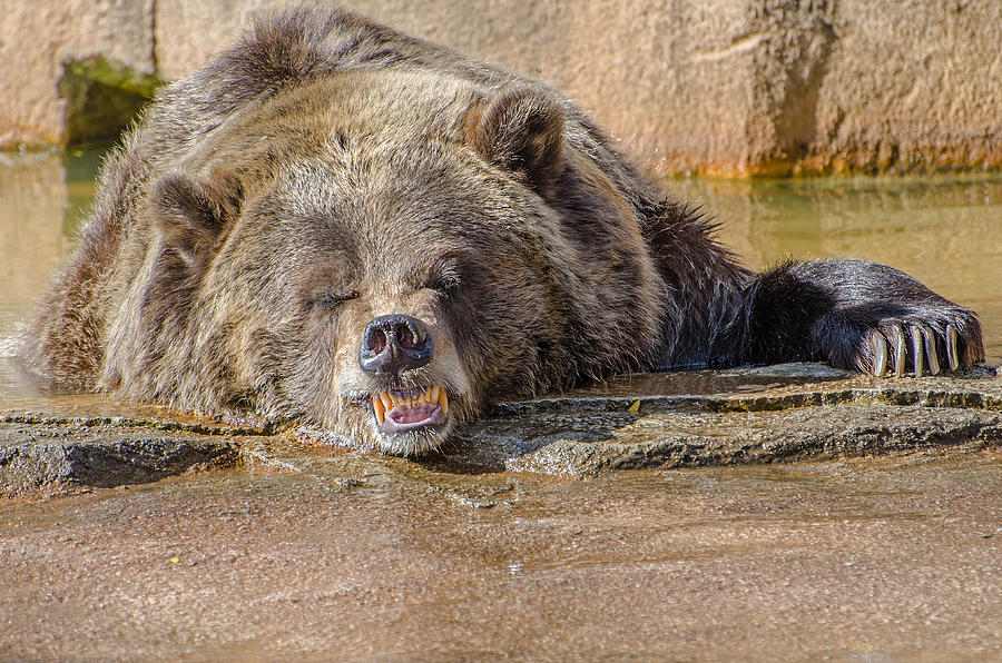 Grouchy Bear Photograph by Susan McMenamin