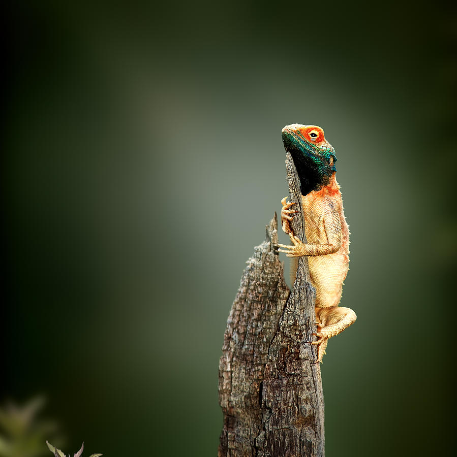 Wildlife Photograph - Ground agama sunbathing by Johan Swanepoel