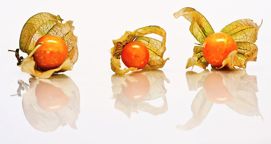 Ground Cherry Reflections Photograph by Maggie Terlecki