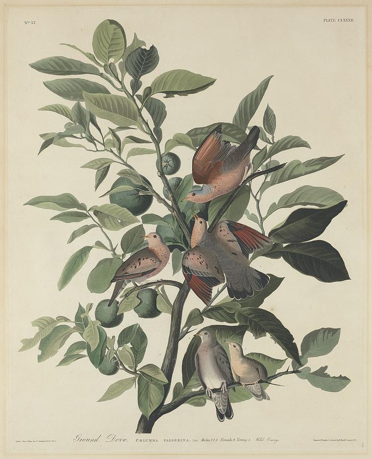 John James Audubon Drawing - Ground Dove by Dreyer Wildlife Print Collections 
