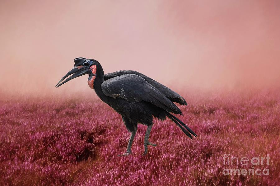 Bird Photograph - Ground Hornbill by Eva Lechner