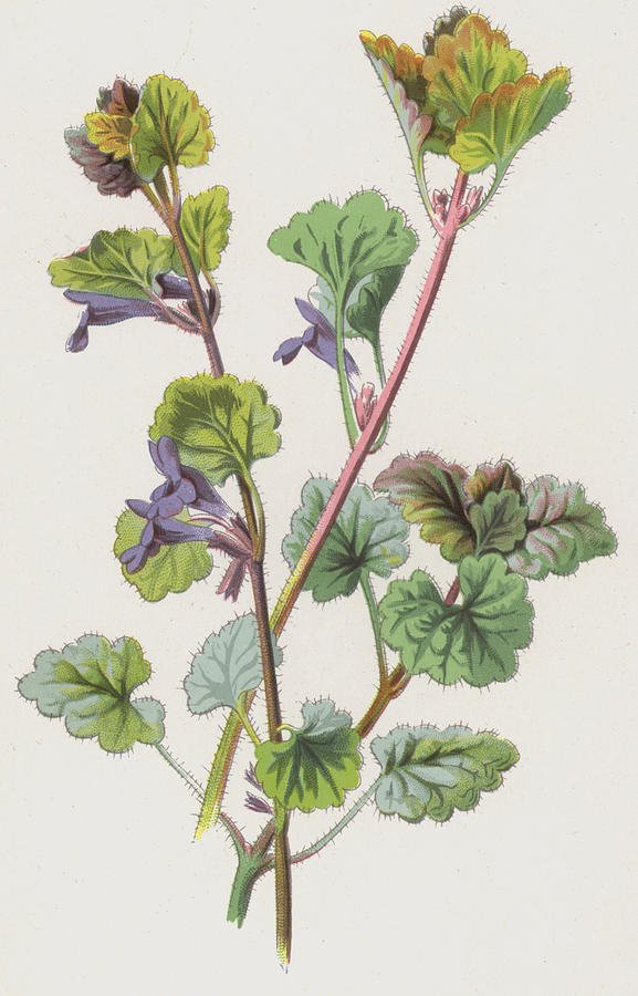 Still Life Painting - Ground Ivy by Frederick Edward Hulme