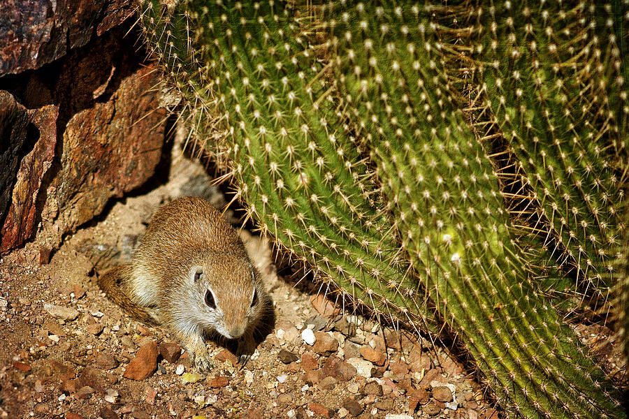 Ground Squirrel and Cactus Photograph by Nikolyn McDonald