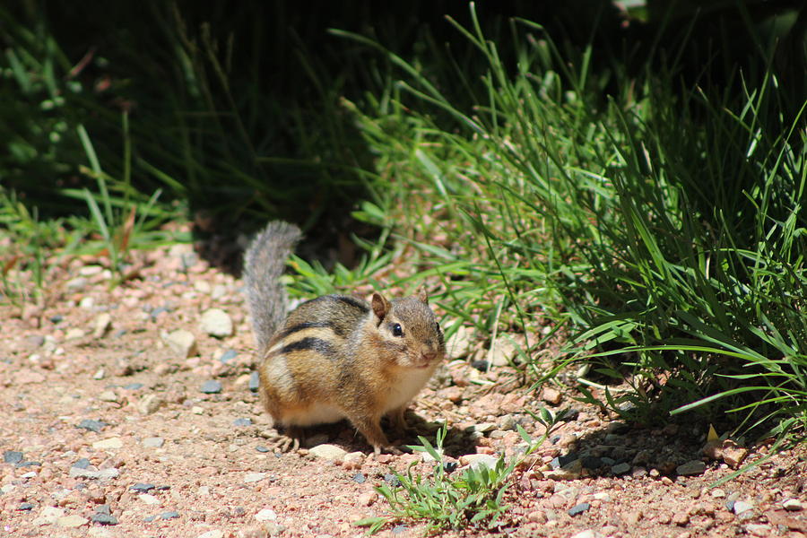 Ground Squirrel at Chicago Botanical Garden Photograph by Colleen Cornelius