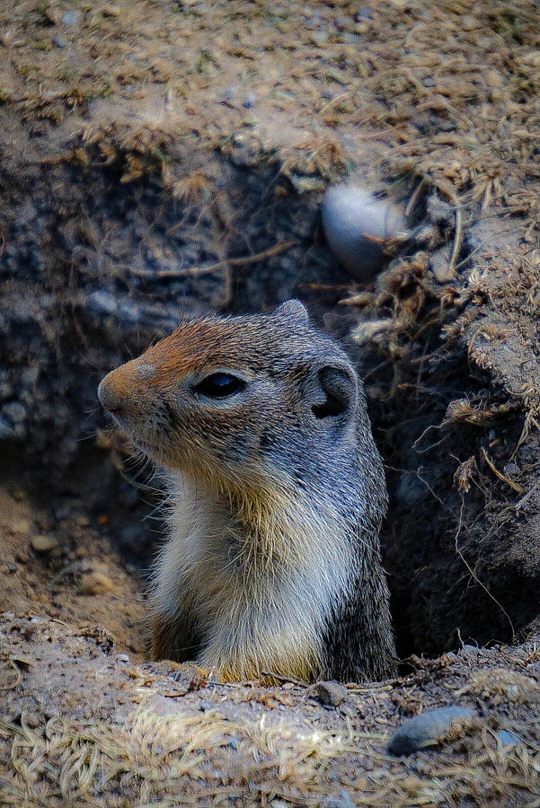Summer Photograph - Ground Squirrel by Becs Craven Photography