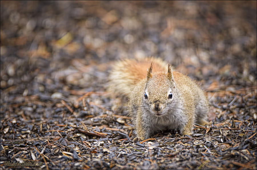 Ground Squirrel Chickaree Photograph by LeeAnn McLaneGoetz McLaneGoetzStudioLLCcom