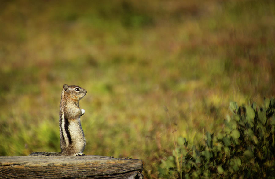 Ground Squirrel in Glacier Photograph by Carolyn Derstine