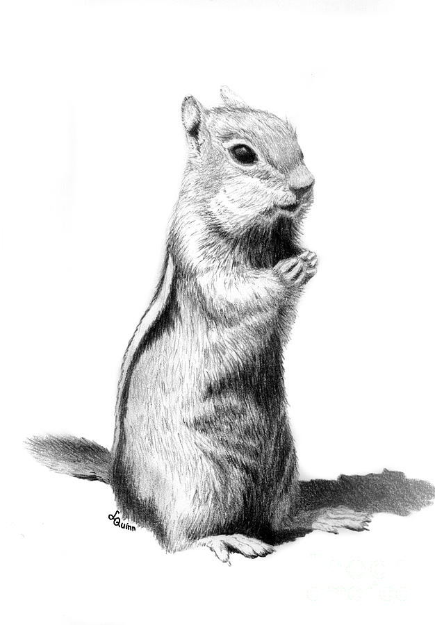 SQUIRREL PENCIL DRAWING by Artist Sophie Lawson