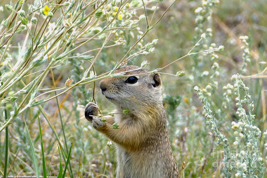Ground Squirrel, Rocky Mountain National Park Photograph by Catherine Sherman