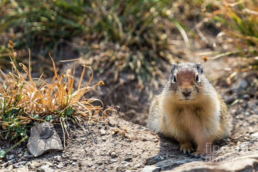 Ground Squirrel Photograph by Rodney Cammauf