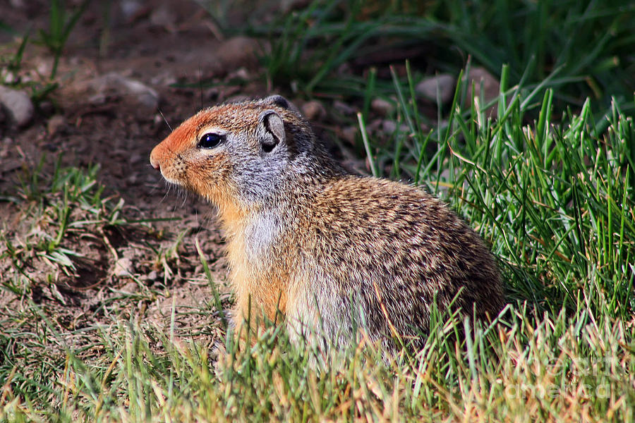 Wildlife Photograph - Ground Squirrel by Teresa Zieba
