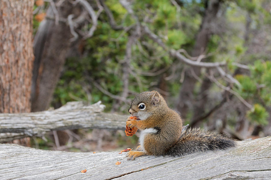 Ground Squirrel with Pine Cone Photograph by Matt Thalman Fine Art America