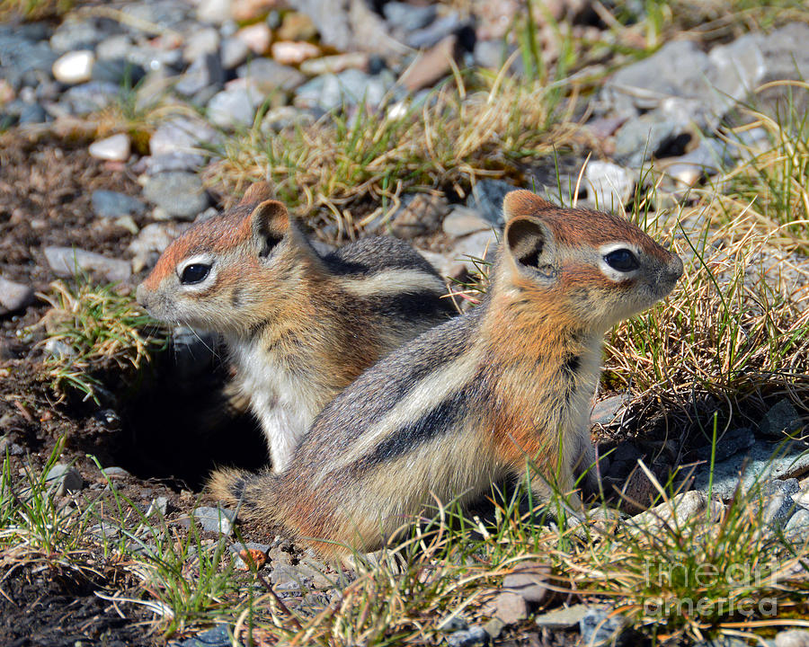 Ground Squirrels at Molas Pass Photograph by Catherine Sherman