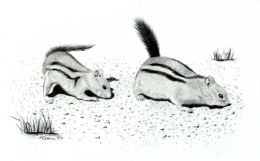 Ground Squirrels Drawing by Lynn Quinn