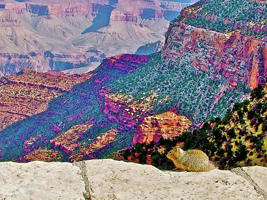 Ground Squirrels View into Grand Canyon in Front of Bright Angel Lodge on South Rim-Arizona Photograph by Ruth Hager