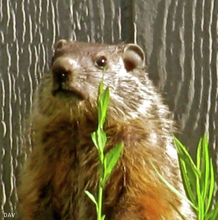 Wildlife Photograph - Groundhog 1 by Debra     Vatalaro
