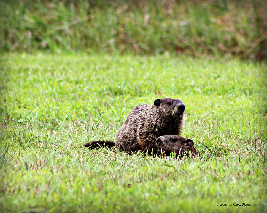 Groundhog Alert Photograph by Kathy M Krause