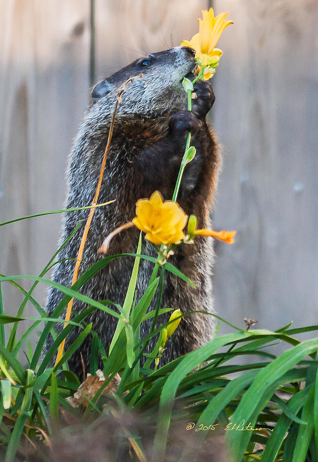 Groundhog And Flowers Photograph by Ed Peterson