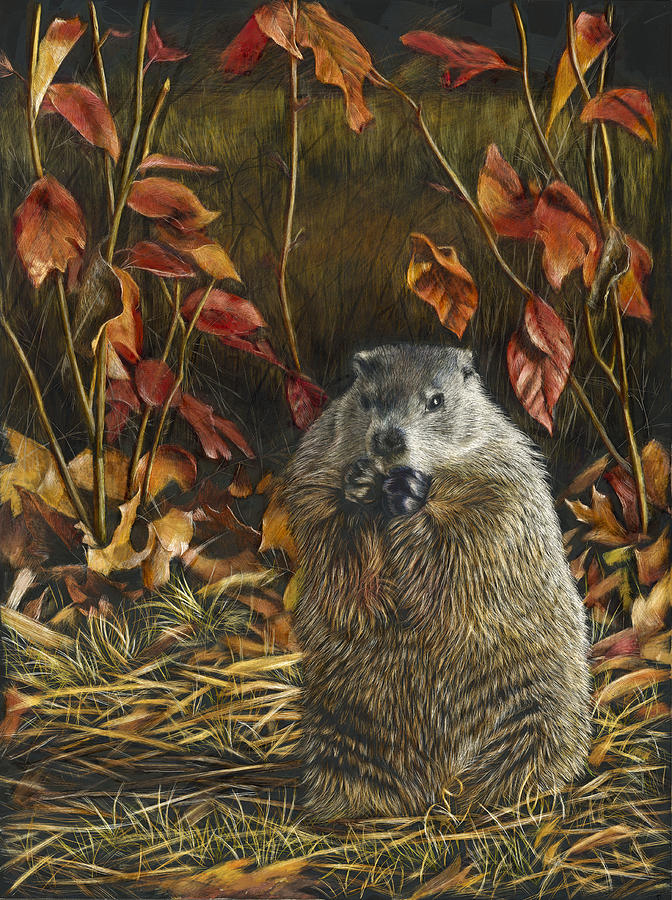 Wildlife Mixed Media - Groundhog Bulking up for Winter by Susan Donley