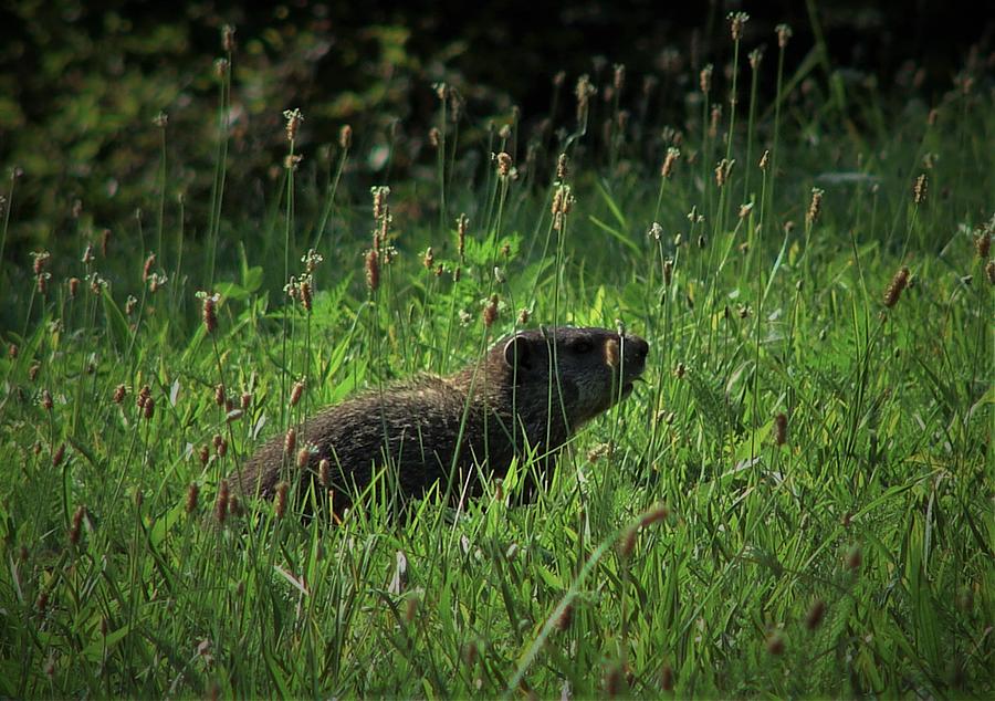Groundhog Photograph by Carl Moore