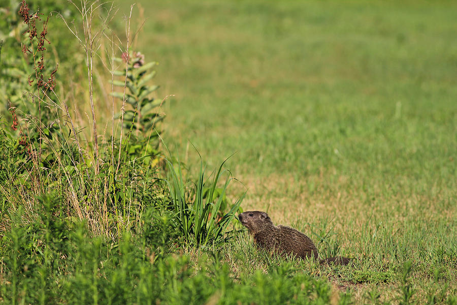 Wildlife Photograph - Groundhog day by Rodney Ervin