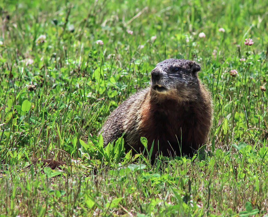 Groundhog  Photograph by Debra Forand