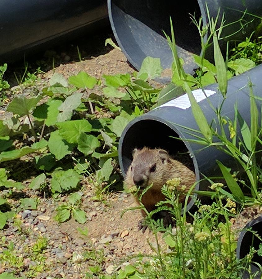 Groundhog Photograph - Groundhog in a pipe by Michel Belanger