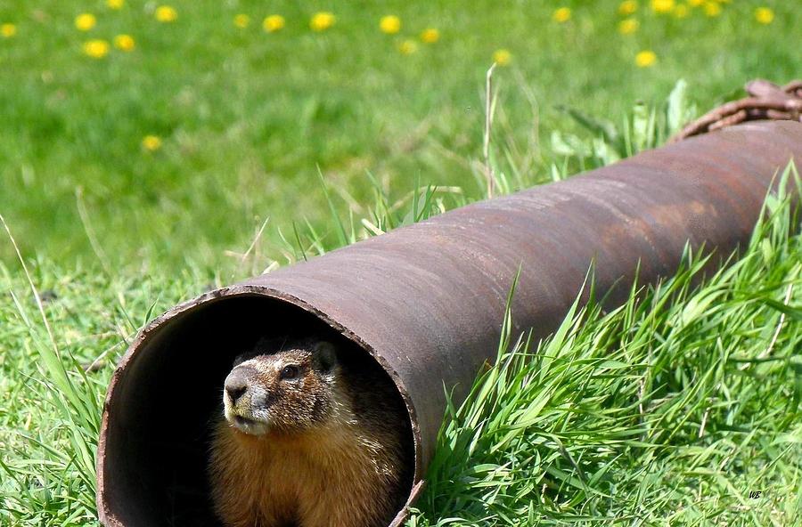 Groundhog In A Pipe Photograph by Will Borden