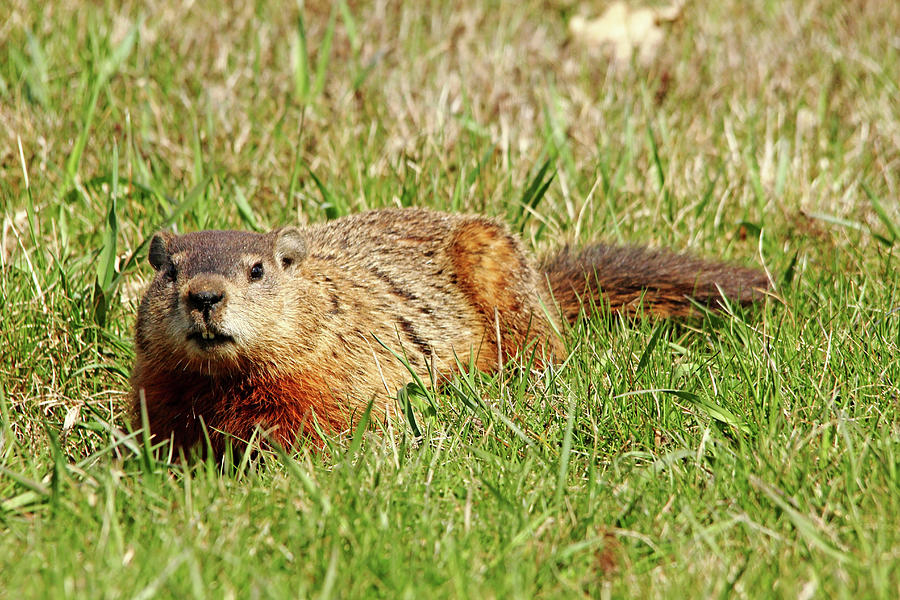 Groundhog In The Grass Photograph by Debbie Oppermann