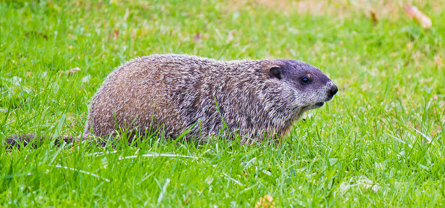 Groundhog Photograph by Jonny D