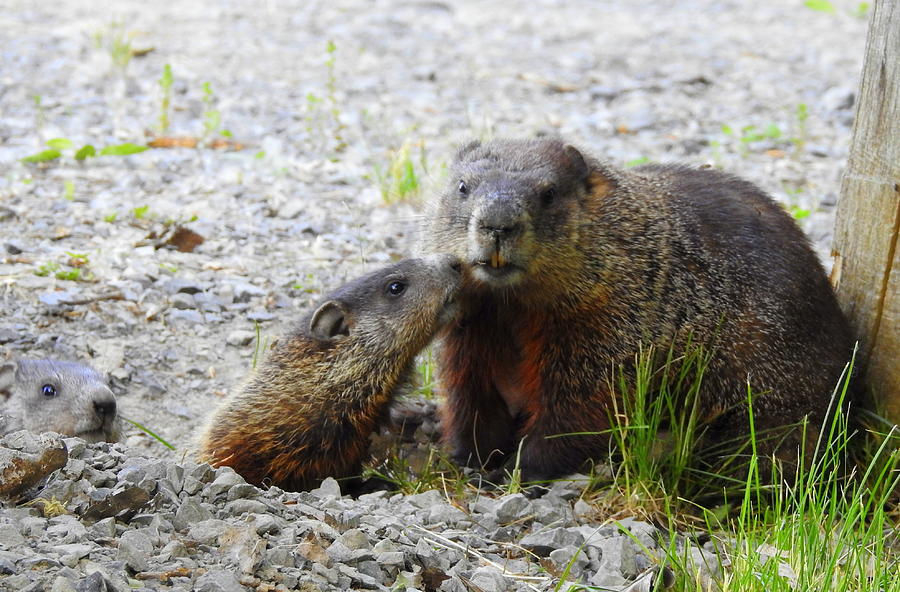 Groundhog Kiss Photograph by Betty-Anne McDonald