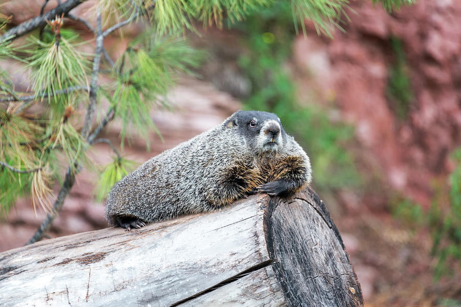 Wildlife Photograph - Groundhog on a Log by Jess Kraft