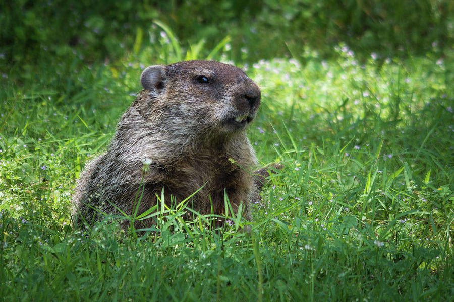 Groundhog Posing  Photograph by John Benedict