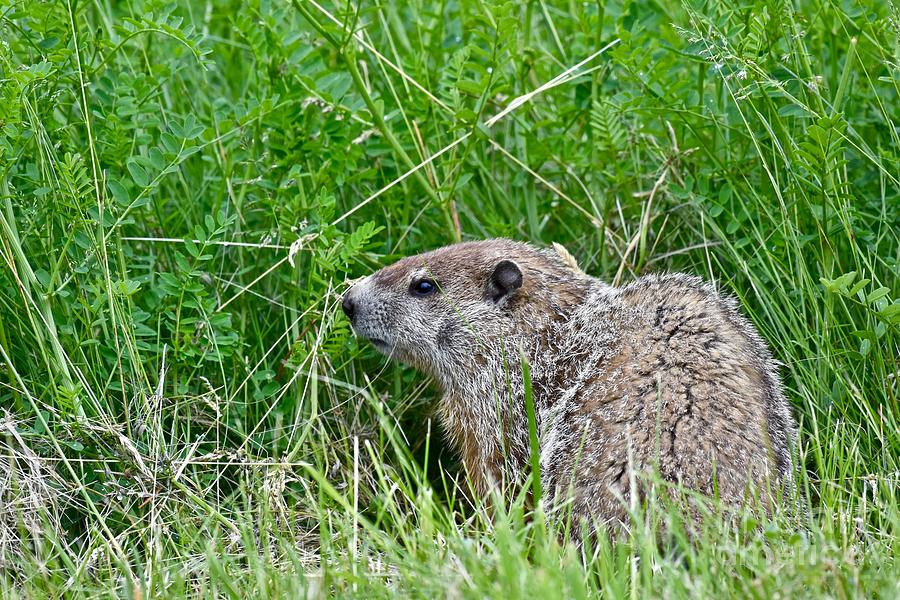 Groundhog sitting in a field of green grass Photograph by JL Images ...