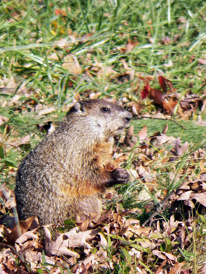 Wildlife Photograph - Groundhog Way by Jennifer Robin
