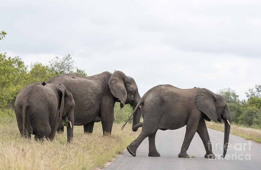 Wildlife Photograph - Group Elephant In Kruger Park by Compuinfoto 