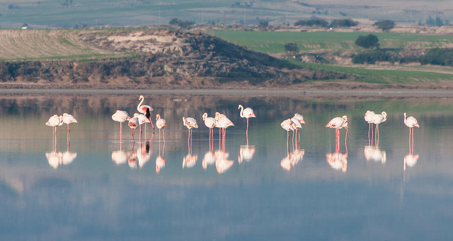 Group of beautiful flamingo birds  Photograph by Michalakis Ppalis