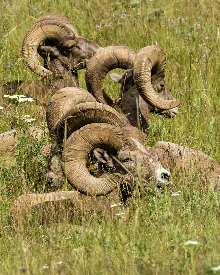 Group of Bighorn Sheep Photograph by John Trax Fine Art America