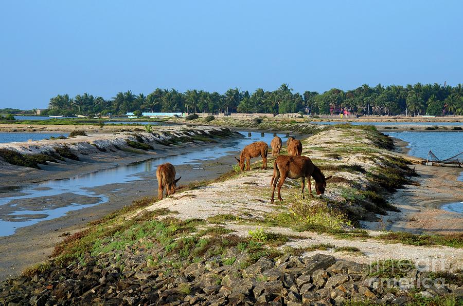 Group of brown hairy donkeys eat grass near sea Sri Lanka Photograph by Imran Ahmed
