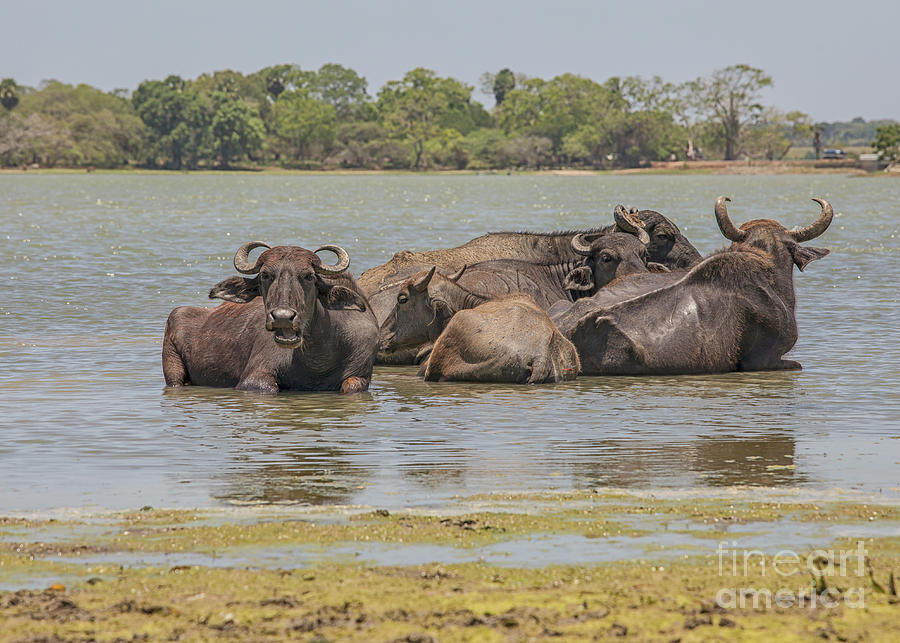 Group of buffaloes in  a lake Photograph by Patricia Hofmeester