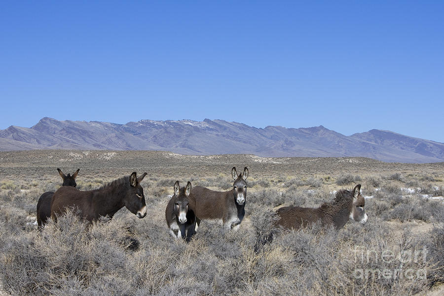 Donkey Photograph - Group Of Burros In Nevada by Jean-Louis Klein & Marie-Luce Hubert