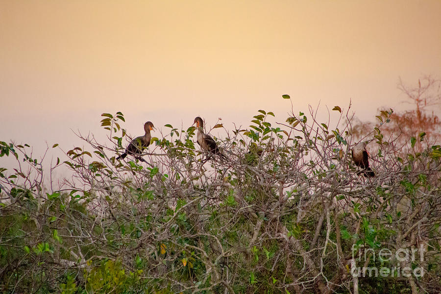 Group of Cormorants in the Sunset Photograph by Amanda Mohler