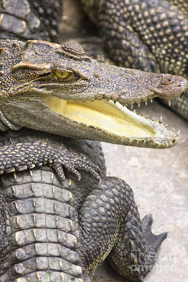Group Of Crocodiles Photograph by Jorgo Photography
