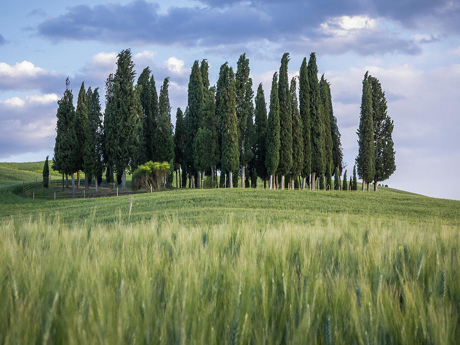 Group of cypress trees at dusk In Tuscan landscape Photograph by Tosca Weijers